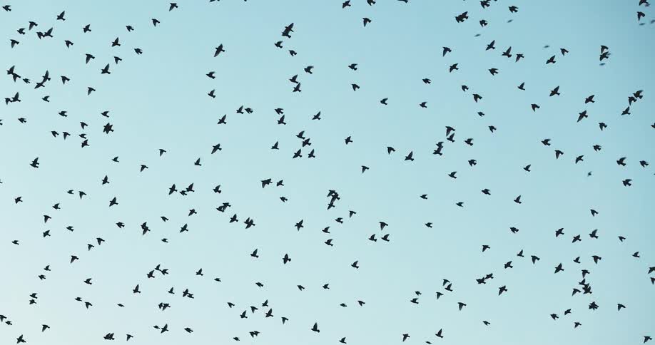 A large flock of birds are flying in the sky
