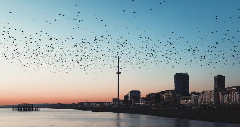 A flock of birds flying over the shore