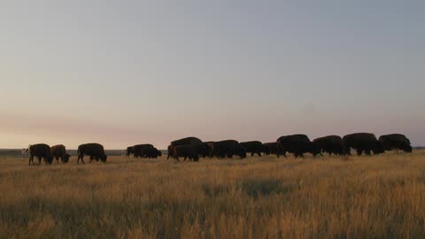 A group of buffalo cattle graze in the field