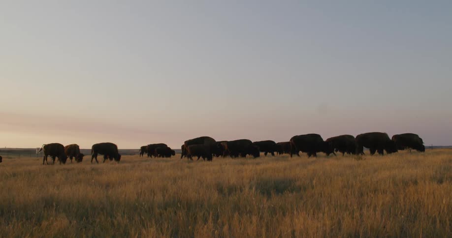 A group of buffalo cattle graze in the field