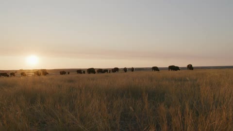 A group of buffalo cattle herd and graze together in the grass field