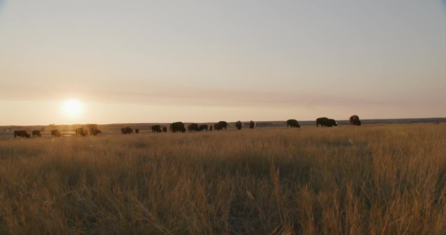 A group of buffalo cattle herd and graze together in the grass field