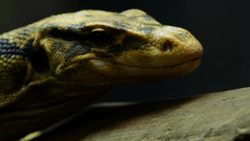 A large lizard is crawling on a rock in the daytime