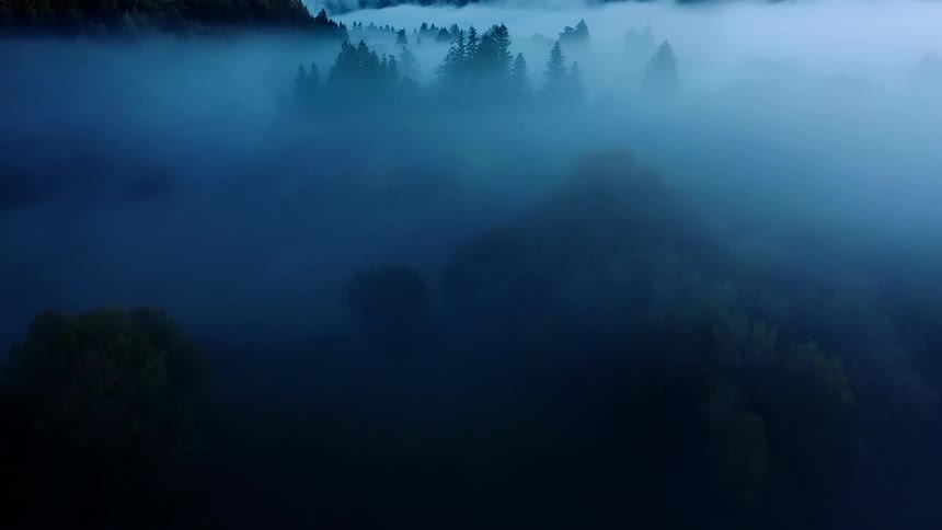 Tree tops in a forest above the fog