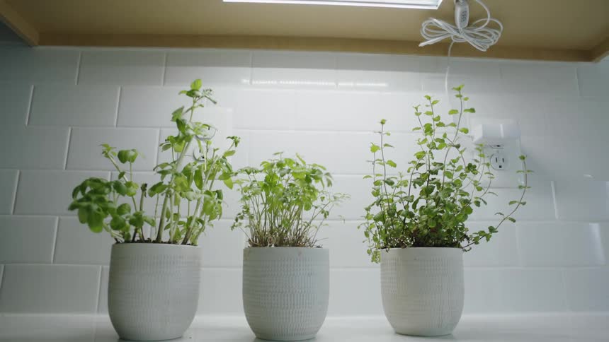 Potted plants sit under a bright ultraviolet lamp attached to the underside of a cabinet