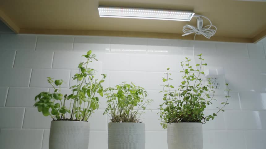 Three potted herbs on counter under an undermount UV ultraviolet cabinet light