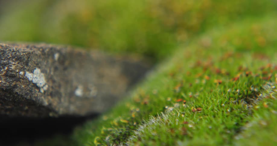Small flowers grow out of grass surrounding a brick