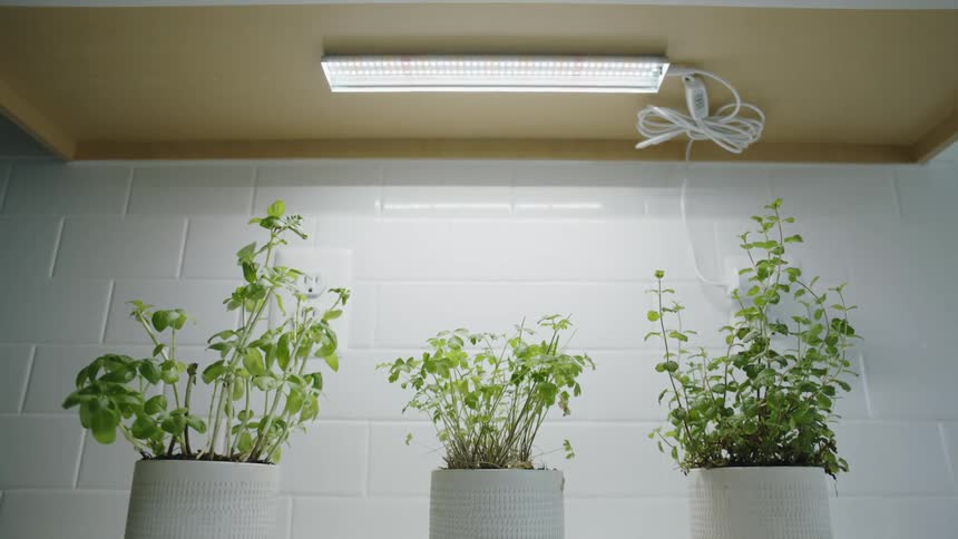 Potted plants grow indoors under an ultraviolet UV light strip