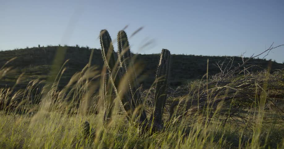 A cactus sits on the field of grass