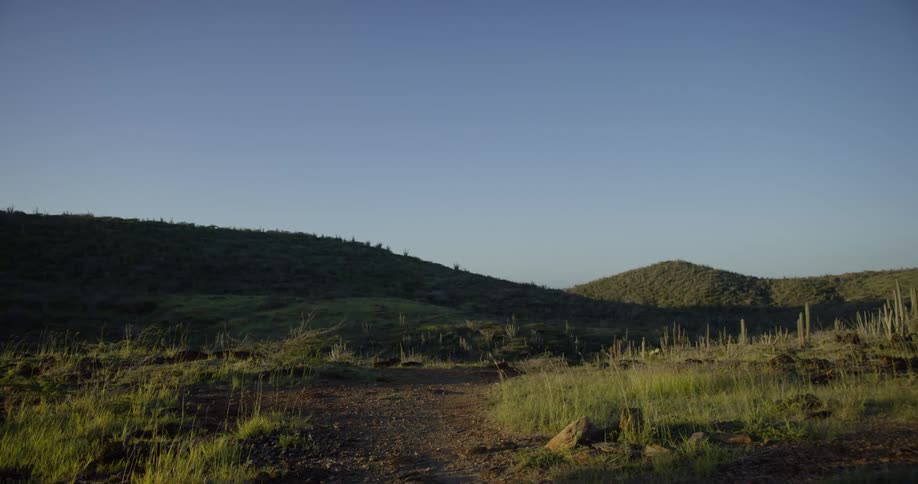 Tall grass along a dirt road and mountains under a clear sky