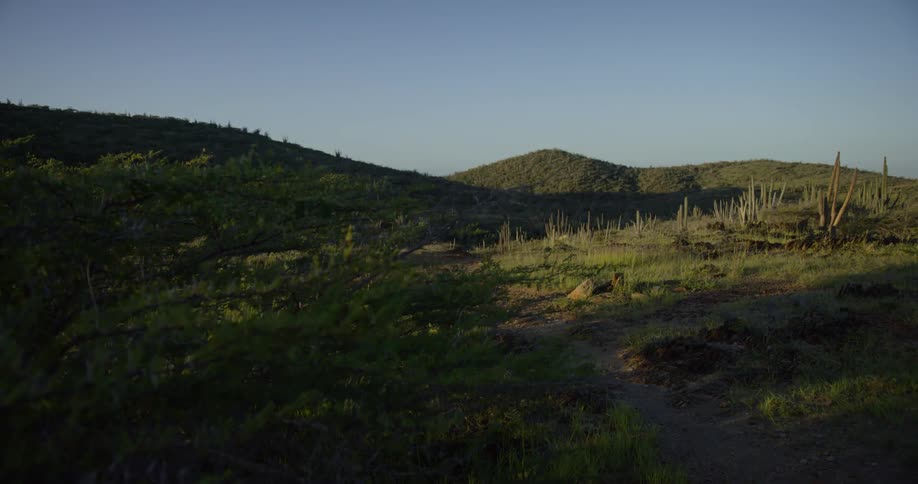 Dirt path runs through the field with hills in the distance under a blue sky