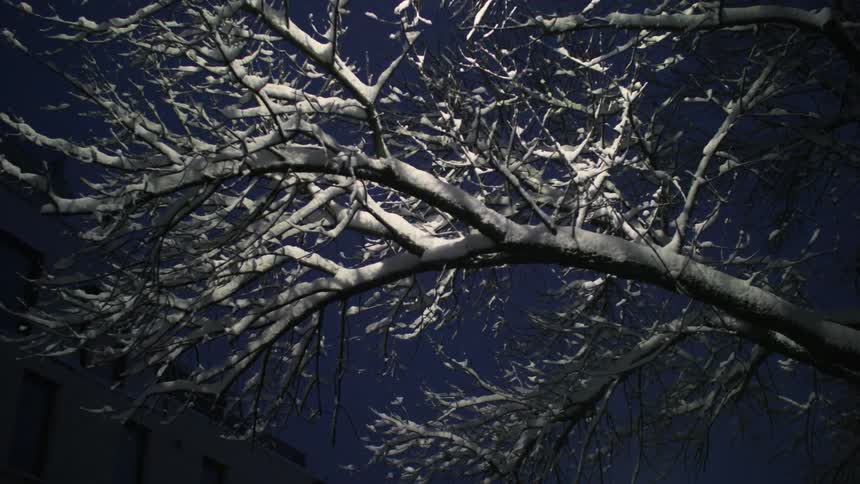Snow covers the branches of a tree