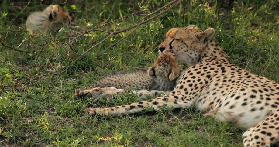 A cheetah bathing a baby cheetah