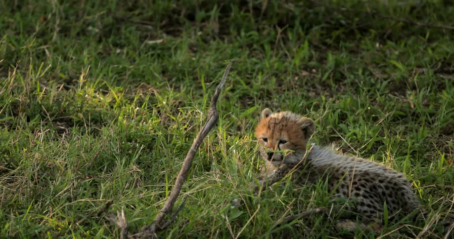 A cheetah cub resting in the grass