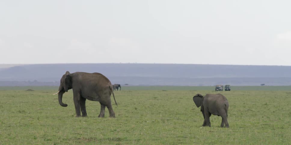 Elephants graze during the day