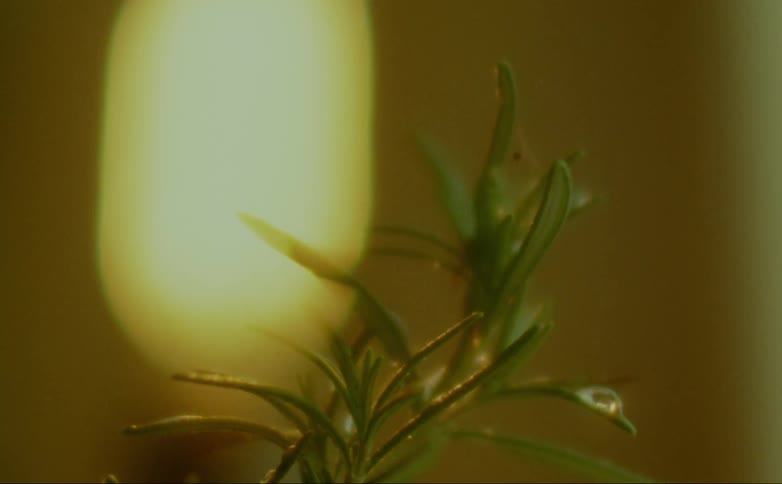The light flashes on the plant