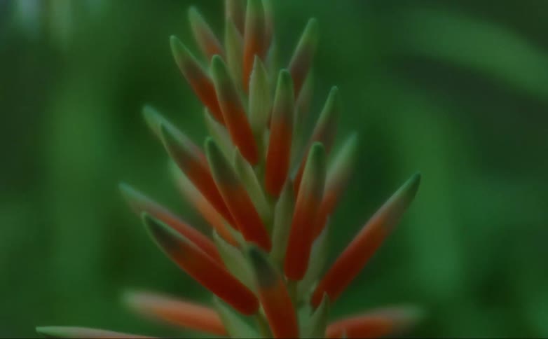 A plant with green and red stems blows gently in the wind