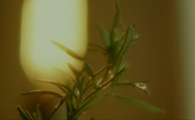Oval light shines on the green plant