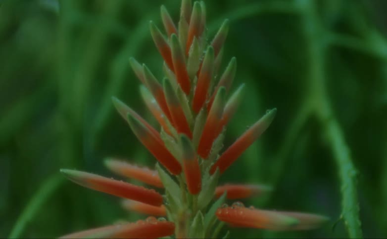 Close up of a plant which is red and green in color
