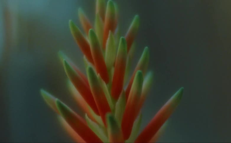 A close up of a plant outdoors