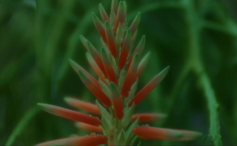 Red needles on a plant in the wind as rain falls