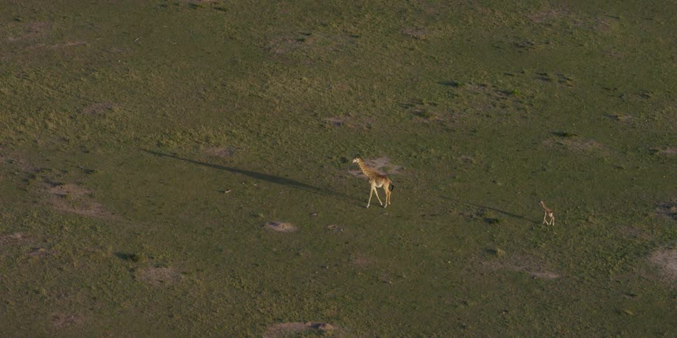 Aerial view of giraffes walking across a field