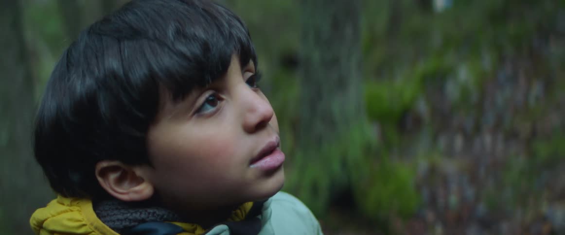 A young boy is standing in a forest looking up at a tree