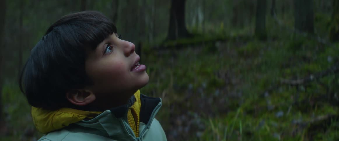 A young boy is standing in a forest looking up at a tree