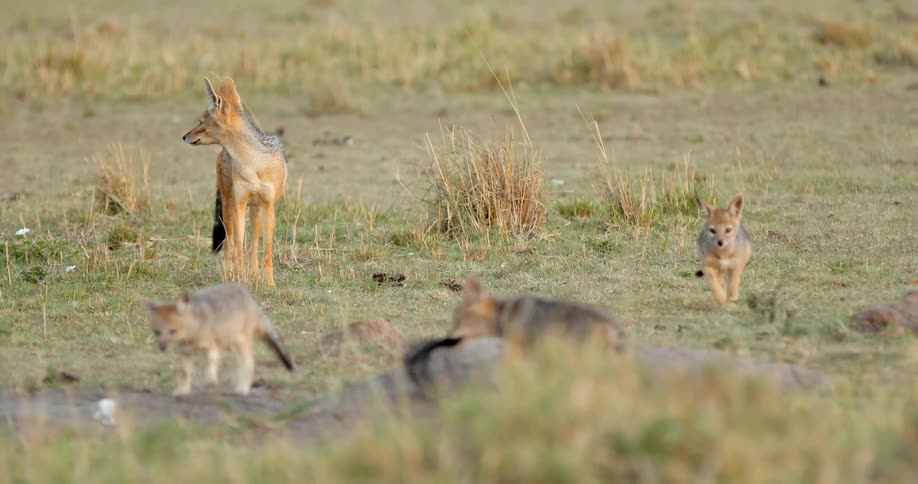 A jackal with a group of cubs