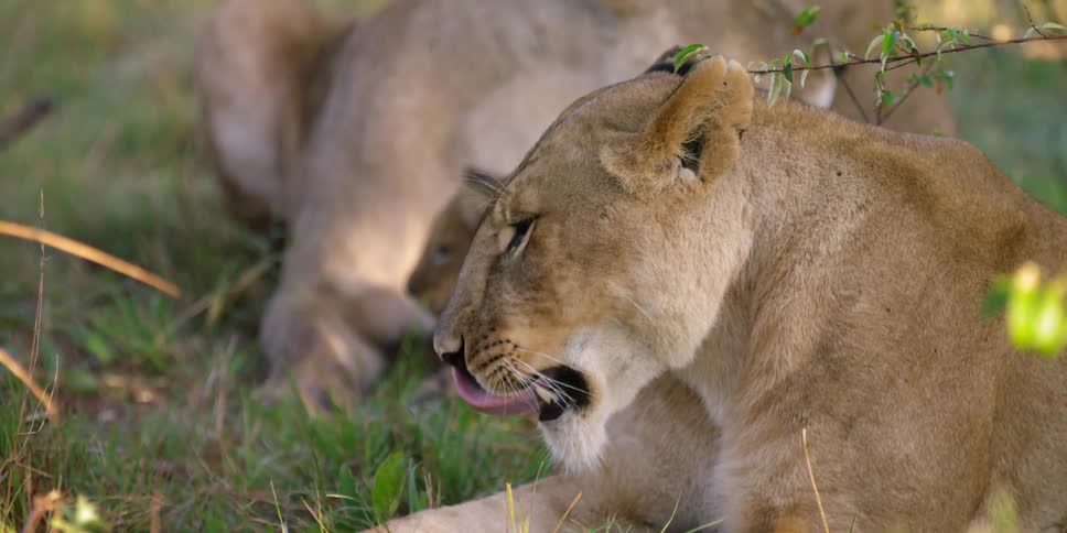 Lionesses lay in a grassy area while one yawns