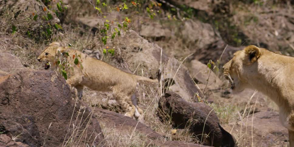 A lion assists her cubs as they climb some rocks uphill