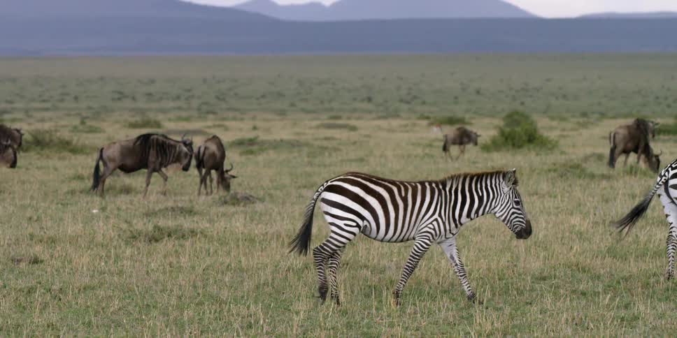 Zebra and other wild animals graze on grass on an overcast day