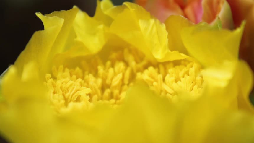 A yellow flower slowly blooms