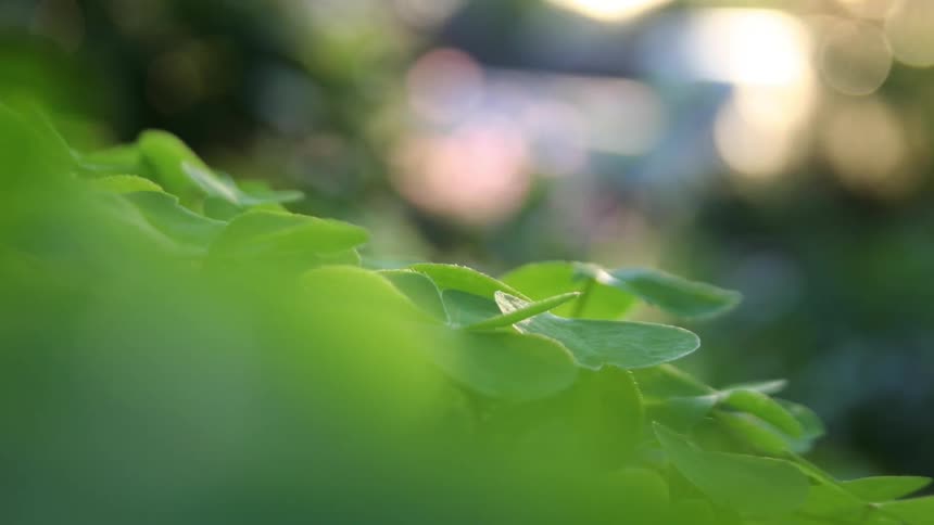 A bunch of clovers open as the sun rises