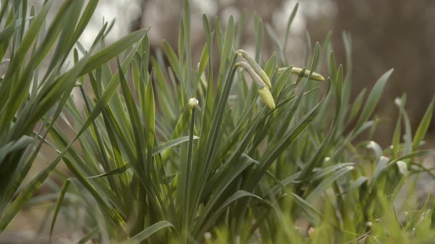 The sun shines on grass and flowers ready to bloom