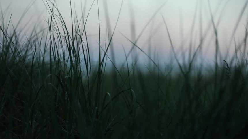 Overgrown grass and weeds fill a field along the coast