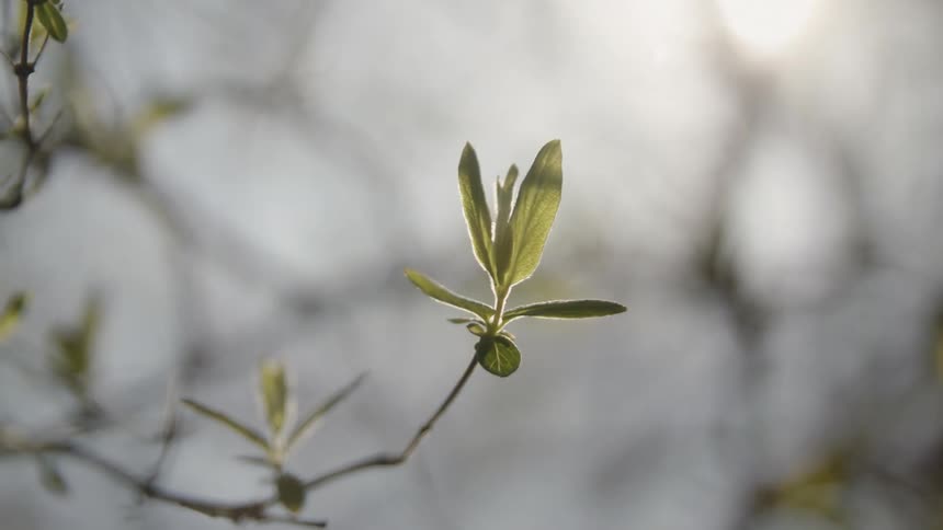 The sun shines on branches as they move in the breeze