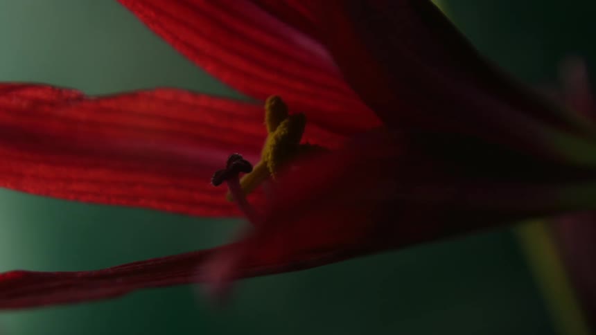 A red flower unfurling to show the pistil and stamen