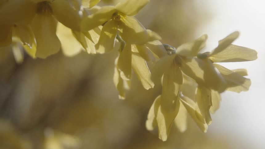 The sun is shining brightly on a yellow flower