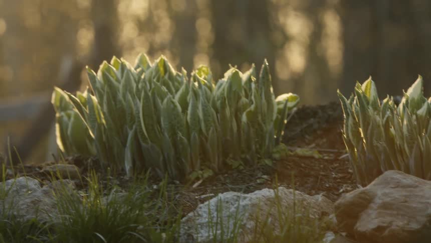 Sunlight is shining on plants among rocks and grass