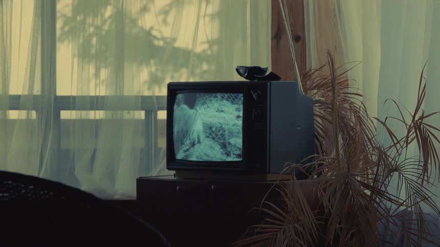 Television on stand near houseplant shows man and woman smiling and cuddling