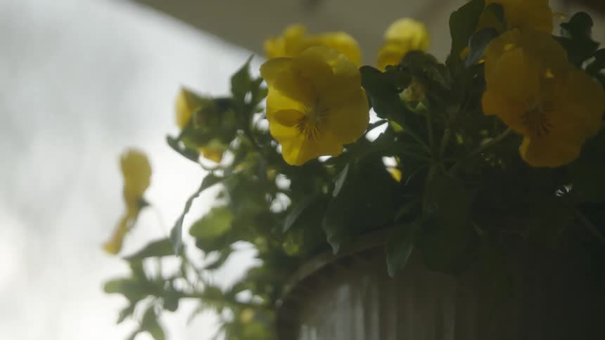 Yellow flowers are in a planter outside of a house