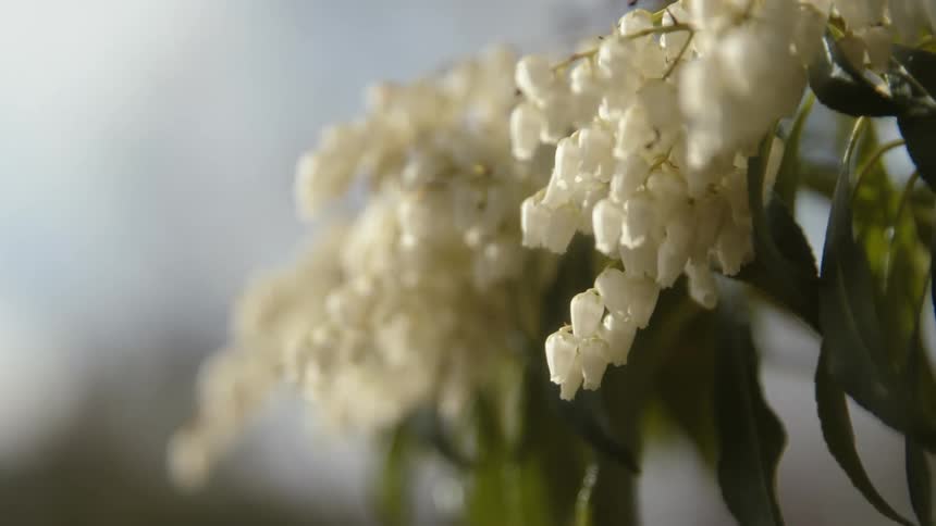 The sun shines upon white flowers and their leaves