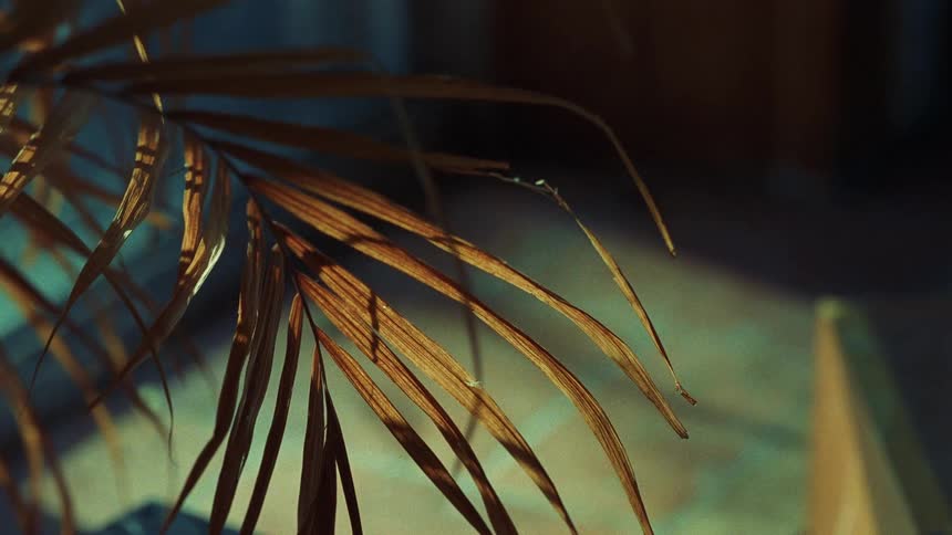 The sun shines upon a plant as it moves in the breeze