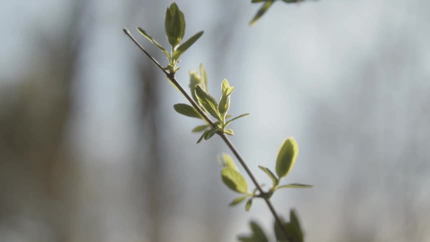 A plant is swaying in the breeze as the sun shines brightly upon it