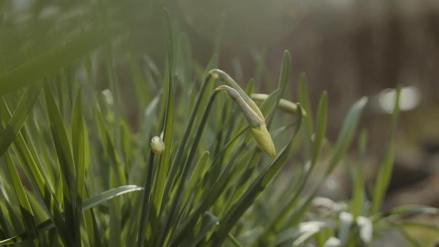 Wind ruffles blades of plant surrounding flower buds