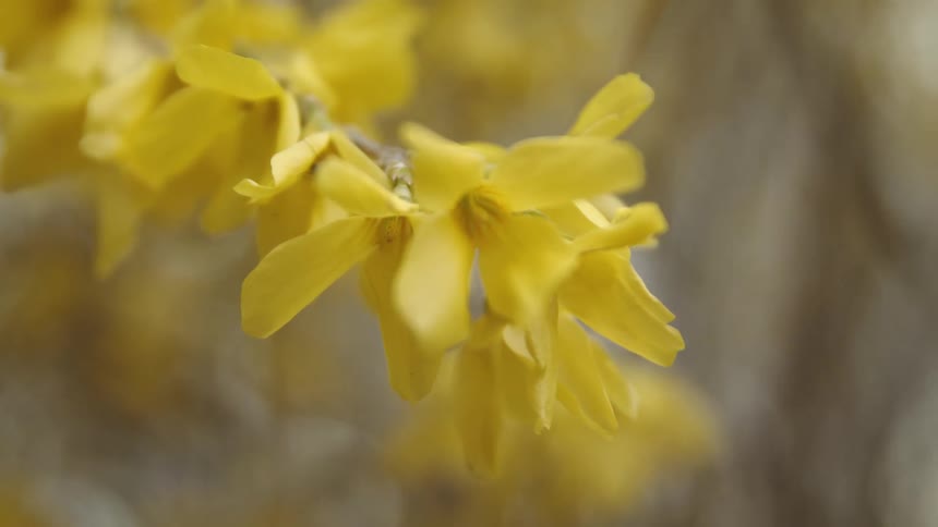 The sun is shining on yellow flowers