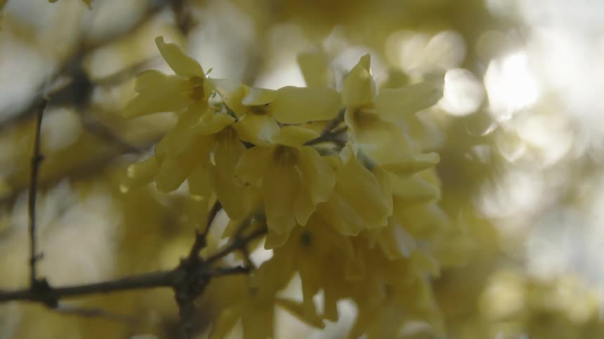 Yellow flowers sway in the breeze