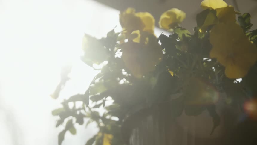 The sun shines brightly on yellow flowers in a pot outside a house