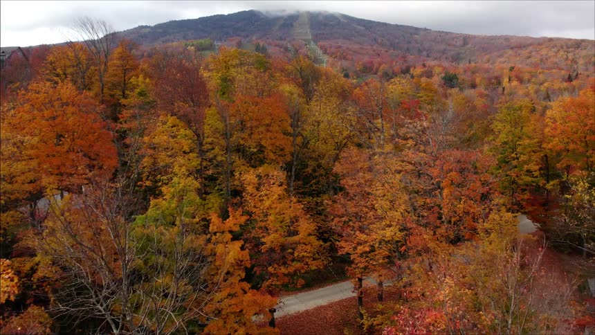Aerial view of houses in a forest of trees with bright fall colored leaves and mountains in the distance
